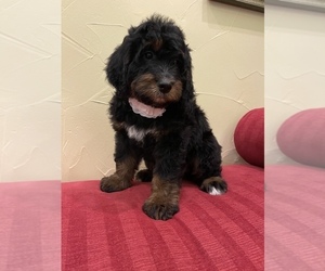Miniature Bernedoodle Puppy for sale in ANNA, TX, USA