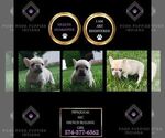 Puppy Pipsqueak AKC French Bulldog