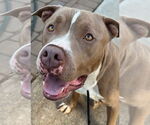 Small #23 American Staffordshire Terrier Mix