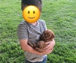 Small Photo #5 Poodle (Miniature) Puppy For Sale in RUDD, IA, USA
