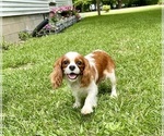 Small Photo #1 Cavalier King Charles Spaniel Puppy For Sale in MOUNT PLEASANT, MI, USA