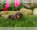 Image preview for Ad Listing. Nickname: Ivan