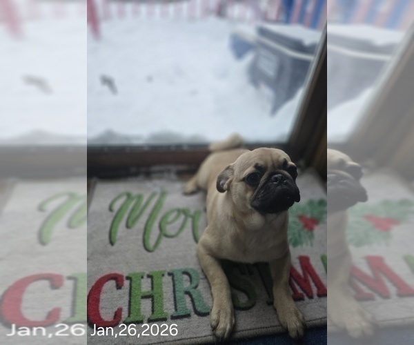 Medium Photo #7 Pug Puppy For Sale in NEW IPSWICH, NH, USA