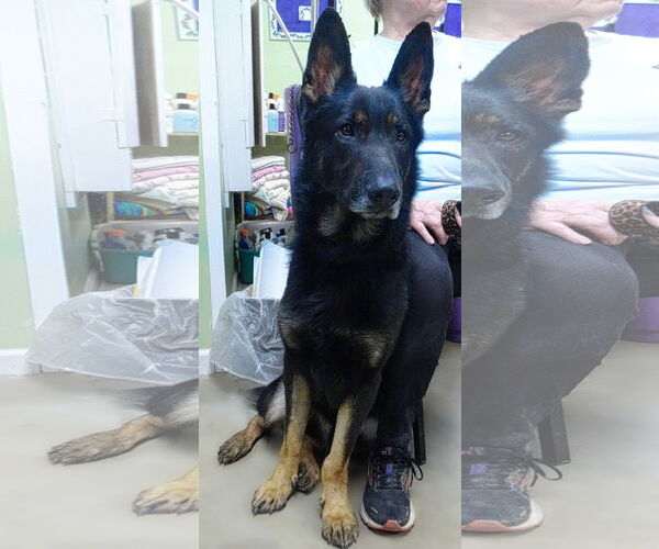 Medium Photo #1 German Shepherd Dog-Unknown Mix Puppy For Sale in Holly Springs, MS, USA