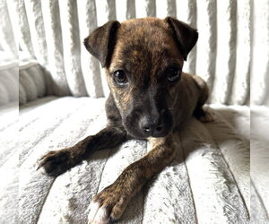Mutt Dogs for adoption in Claremore, OK, USA