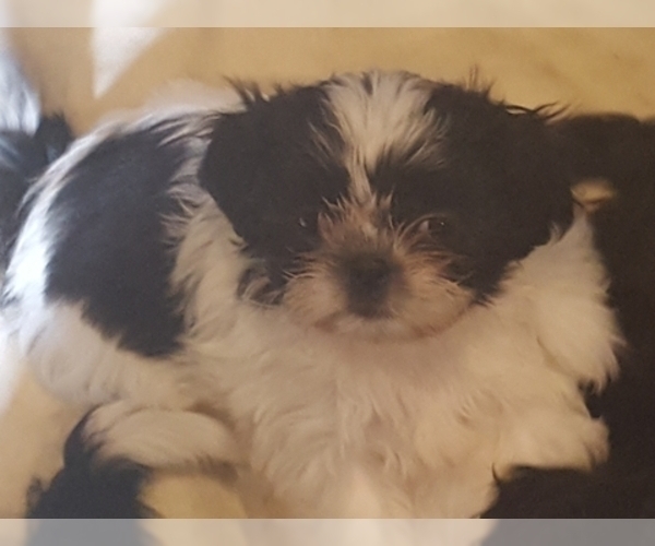 Medium Photo #2 Shih Tzu Puppy For Sale in MONROE, WA, USA