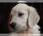 Puppy Peppermint English Cream Golden Retriever