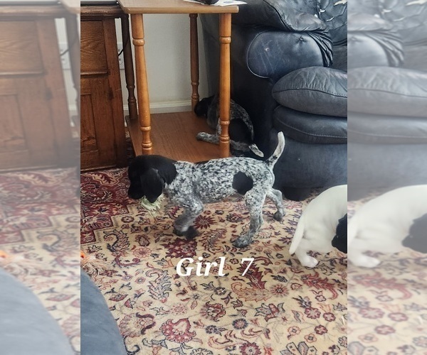 Medium Photo #2 German Shorthaired Pointer Puppy For Sale in N SYRACUSE, NY, USA