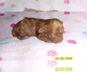 Poodle (Toy) Puppy for sale in DULUTH, GA, USA