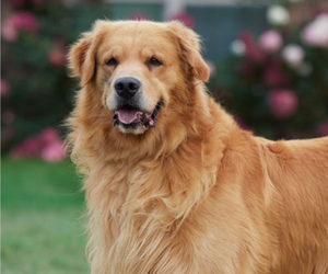 Father of the English Cream Golden Retriever puppies born on 01/16/2026