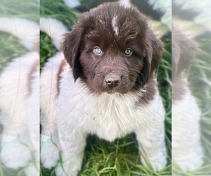 Newfoundland Puppy for sale in SCOTTS, MI, USA