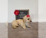 Small #3 Doxie-Chon