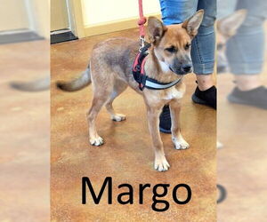 Medium Red Heeler Mix