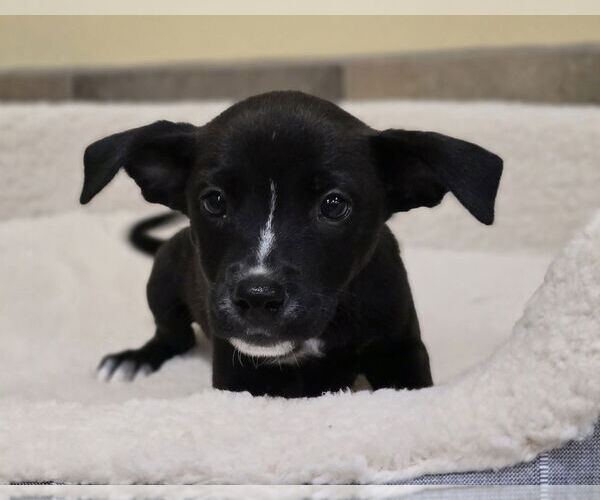 Medium Photo #3 Labrador Retriever-Unknown Mix Puppy For Sale in Lakewood, CO, USA