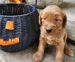 Image preview for Ad Listing. Nickname: Tilly