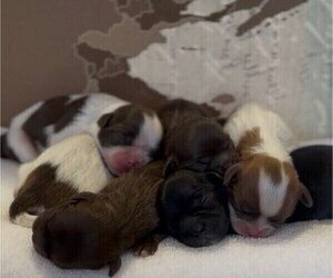 Shih Tzu Puppy for sale in MIAMI, FL, USA