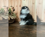 Small Photo #14 Pomsky Puppy For Sale in STAPLES, MN, USA