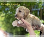 Small Photo #5 Goldendoodle Puppy For Sale in PITTSBURG, CA, USA