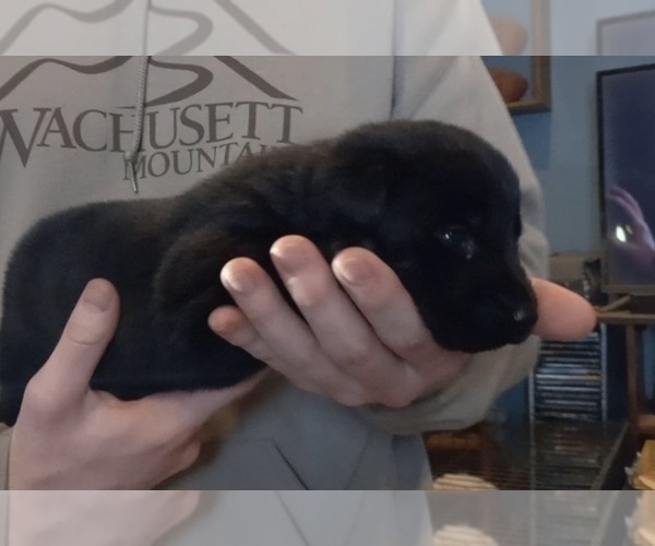 Medium Photo #10 Labrador Retriever Puppy For Sale in ORANGE, MA, USA