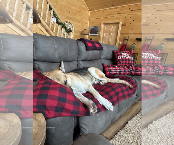 Medium Photo #4 German Shepherd Dog Puppy For Sale in Webster, WI, USA