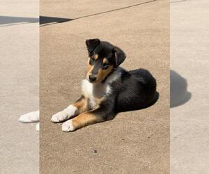 Collie Puppy for sale in POTTSTOWN, PA, USA