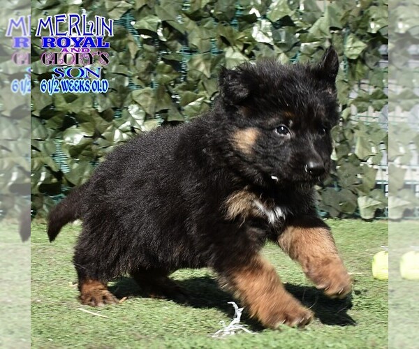 Medium Photo #5 German Shepherd Dog Puppy For Sale in MURRIETA, CA, USA