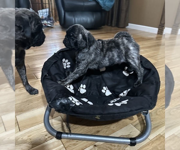 Medium Photo #23 Pug Puppy For Sale in TROY, MO, USA