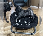 Small Photo #23 Pug Puppy For Sale in TROY, MO, USA