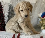 Small Photo #1 Poodle (Standard) Puppy For Sale in BLOUNTVILLE, TN, USA