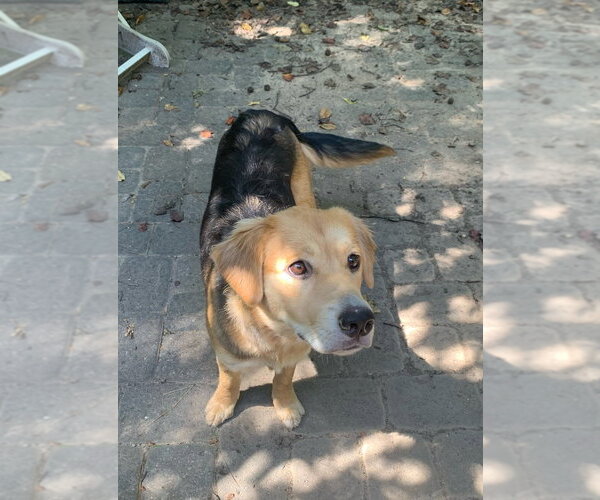 Medium Photo #3 Beagle-Unknown Mix Puppy For Sale in Mooresville, NC, USA