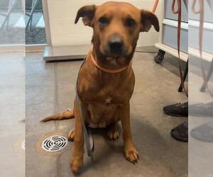 Rhodesian Ridgeback-Unknown Mix Dogs for adoption in Tavares, FL, USA