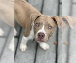 Small #1 Mutt