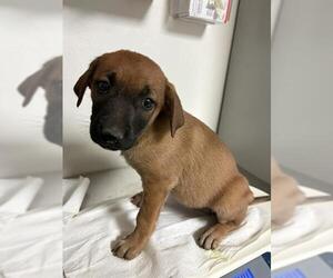 Mutt Dogs for adoption in Bakersfield, CA, USA