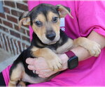 Small Labrador Retriever Mix