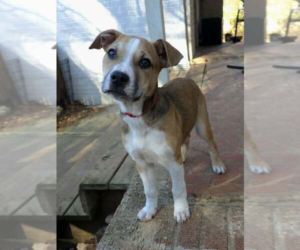 Medium Photo #1 Labrador Retriever-Unknown Mix Puppy For Sale in Raleigh, NC, USA