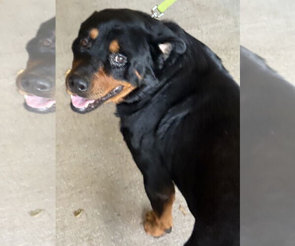 Medium Photo #4 Rottweiler Puppy For Sale in Lighthouse Point, FL, USA