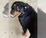 Small #3 Rottweiler