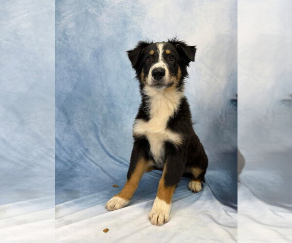 Medium Photo #1 Australian Shepherd-Unknown Mix Puppy For Sale in Valrico, FL, USA