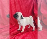 Small #2 Pug