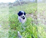 Small Photo #20 Portuguese Water Dog Puppy For Sale in REXBURG, ID, USA