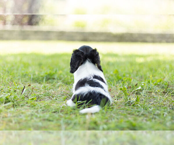 Medium Photo #6 Dachshund Puppy For Sale in WARSAW, IN, USA