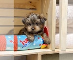 Small #8 Morkie