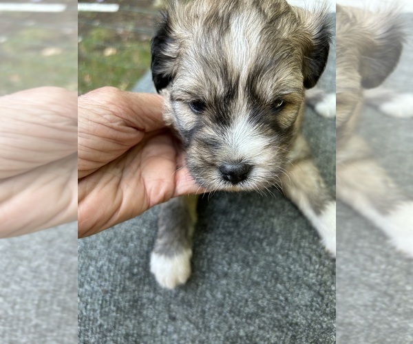Medium Photo #8 Shih Tzu-Shih-Poo Mix Puppy For Sale in SOUTH HAVEN, MI, USA