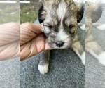 Small #7 Shih Tzu-Shih-Poo Mix