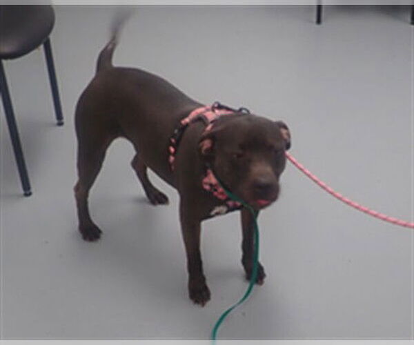 Medium Photo #1 American Pit Bull Terrier Puppy For Sale in St. Cloud, FL, USA