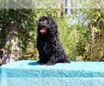 Small #3 Poodle (Toy)