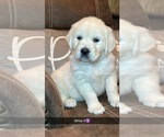 Small Photo #2 English Cream Golden Retriever Puppy For Sale in COHUTTA, GA, USA