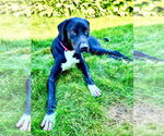 Small #4 Labrador Retriever Mix