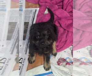Dachshund-Unknown Mix Dogs for adoption in SHERBURNE, NY, USA