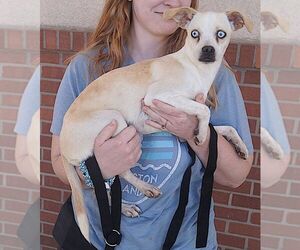 Crystal - Female Chihuahua-Unknown Mix Dog for Adoption - Photo #2